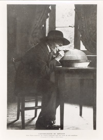 Jean-Henri Fabre observing insects, from Souvenirs Entomologiques, published in 1924 by French Photographer